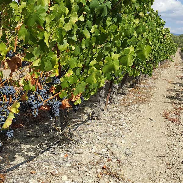 French proofreading quotation.